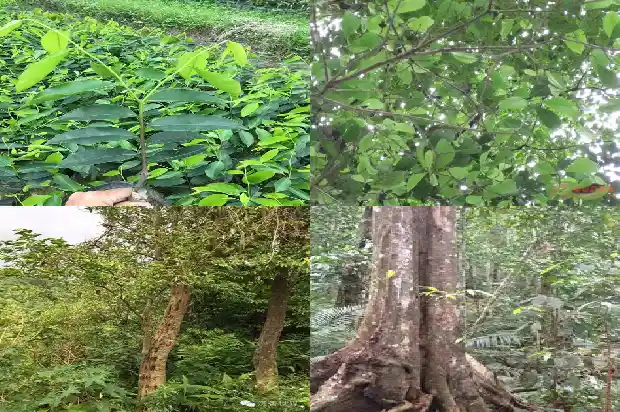 沉香产地价格1684282431554 沉香产地价格1684282431554