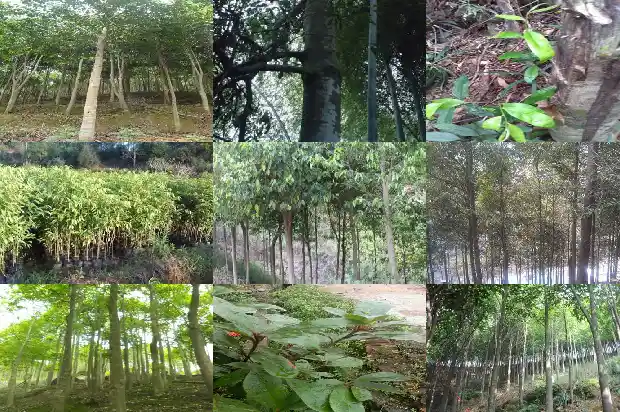 沉香多钱1684282534432 沉香多钱1684282534432