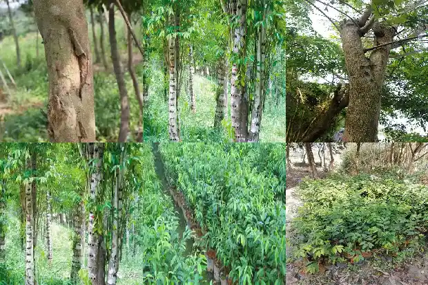 沉香多钱1684282534479 沉香多钱1684282534479