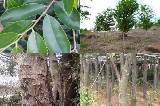 沉香多钱1684282534527 沉香多钱1684282534527