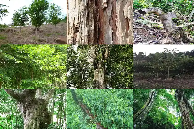 沉香多钱1684282534575 沉香多钱1684282534575