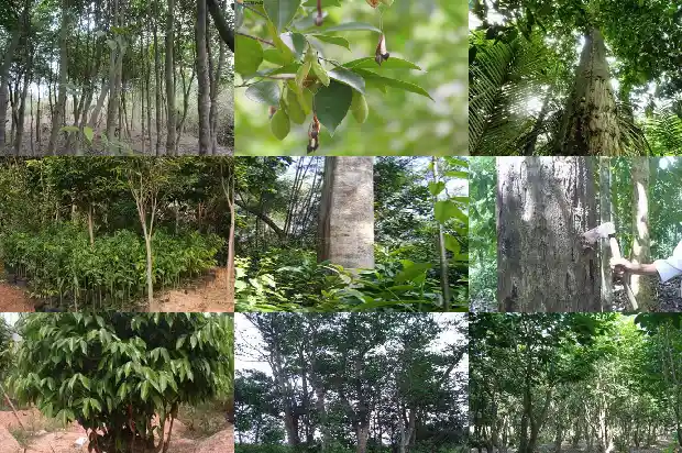 沉香的价格多少钱一斤1690503246250 沉香的价格多少钱一斤1690503246250
