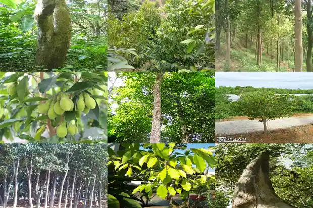 沉香树苗多少钱一根1684282653150 沉香树苗多少钱一根1684282653150