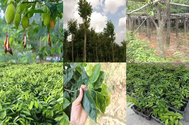 沉香树苗多少钱一根1684282653197 沉香树苗多少钱一根1684282653197