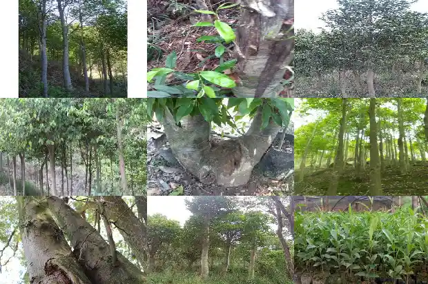 沉香树苗多少钱一根1684282653293 沉香树苗多少钱一根1684282653293
