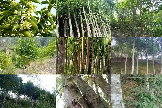 沉香木苗的价格1684282690041 沉香木苗的价格1684282690041