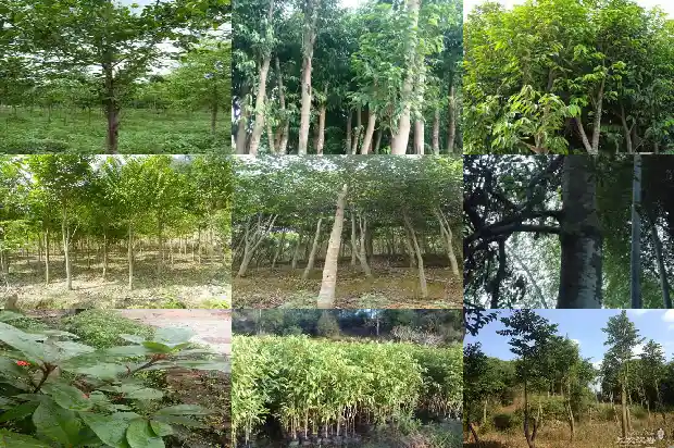 沉香木苗价格1684368631695 沉香木苗价格1684368631695