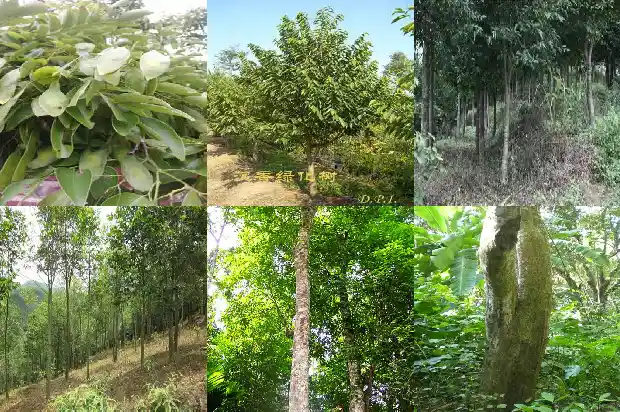 沉香木朝珠价格 今年1695600574930 沉香木朝珠价格 今年1695600574930