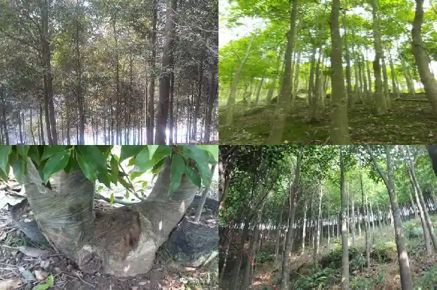 沉香苗钱棵1684368689735