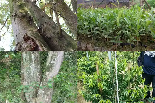 哪里的沉香树苗比较正宗1684368734125 哪里的沉香树苗比较正宗1684368734125