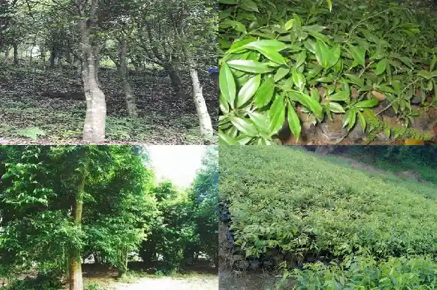 哪里的沉香树苗比较正宗1684368734173 哪里的沉香树苗比较正宗1684368734173