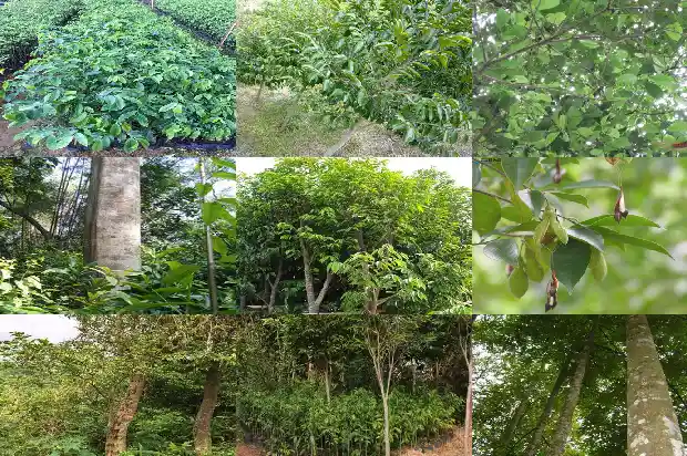 哪里的沉香树苗比较正宗1684368734269 哪里的沉香树苗比较正宗1684368734269