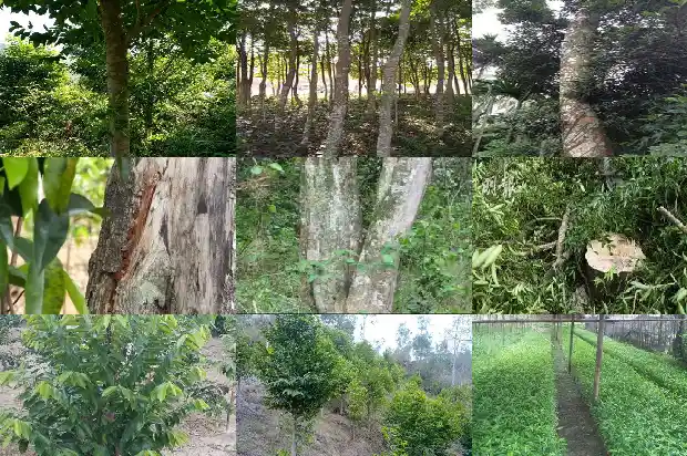 沉香木手链什么价格1690762402810 沉香木手链什么价格1690762402810