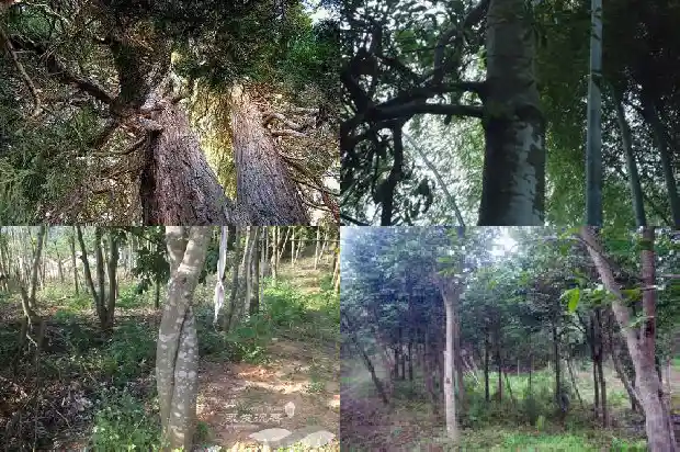 沉香树一颗多少钱1684368969305 沉香树一颗多少钱1684368969305