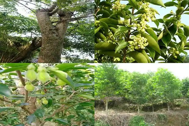 现在市场上的奇楠沉香价格1691712698353 现在市场上的奇楠沉香价格1691712698353