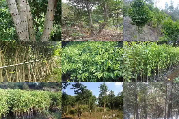 沉香树一颗多少钱1684368969400 沉香树一颗多少钱1684368969400