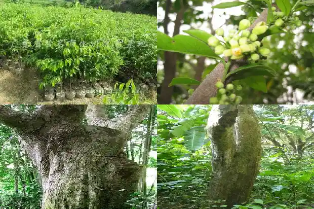 正宗奇楠沉香苗多少一颗1684455039844 正宗奇楠沉香苗多少一颗1684455039844