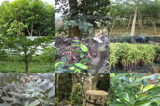 沉香的报价1693181375466 沉香的报价1693181375466