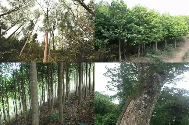 沉香苗多少钱一个1684455094657 沉香苗多少钱一个1684455094657