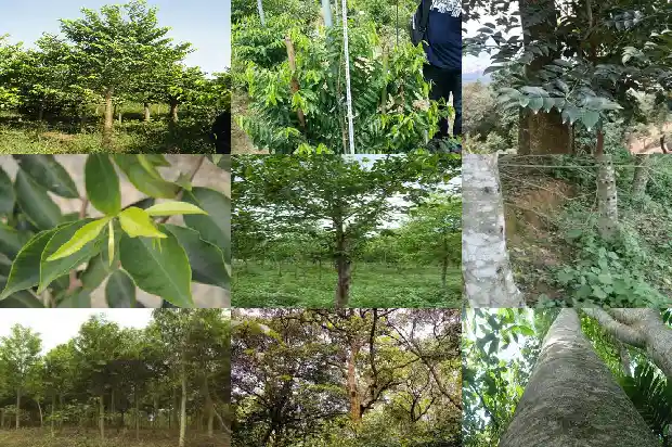 沉香苗多少钱一个1684455094800 沉香苗多少钱一个1684455094800