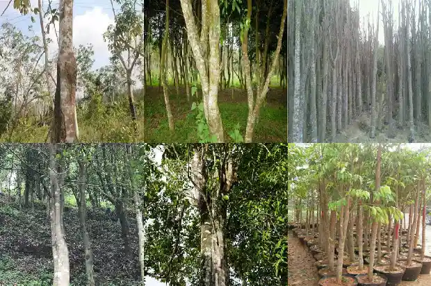 化州沉香苗1697414936865 化州沉香苗1697414936865