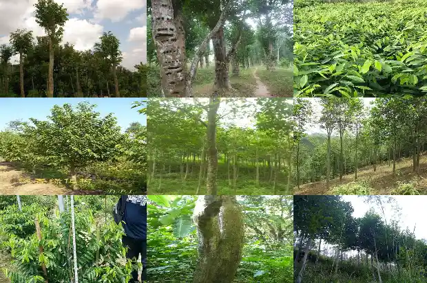 沉香树苗适合在北方种植吗1684455290282 沉香树苗适合在北方种植吗1684455290282