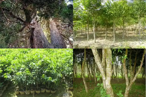 沉香树苗适合在北方种植吗1684455290330 沉香树苗适合在北方种植吗1684455290330