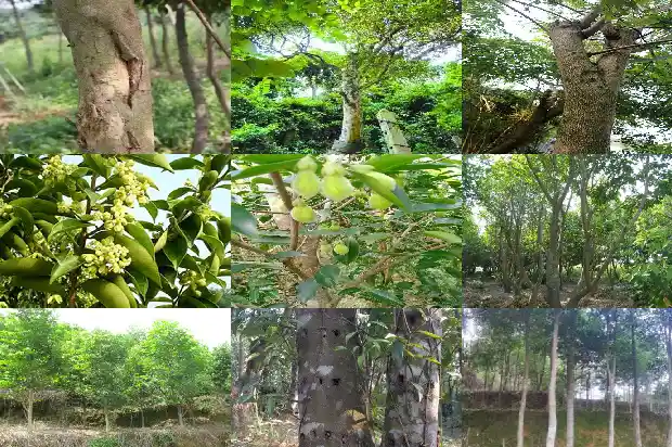 沉香树苗适合在北方种植吗1684455290378 沉香树苗适合在北方种植吗1684455290378