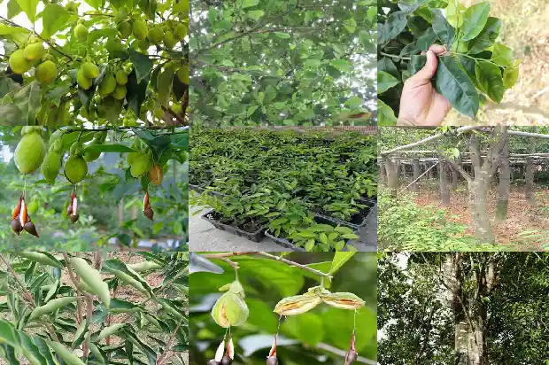 沉香苗种植技术1684455319212 沉香苗种植技术1684455319212