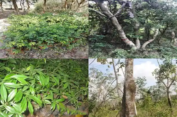 沉香树的价格是多少1689837337451 沉香树的价格是多少1689837337451