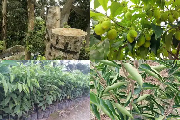 沉香苗种植技术1684455319307 沉香苗种植技术1684455319307