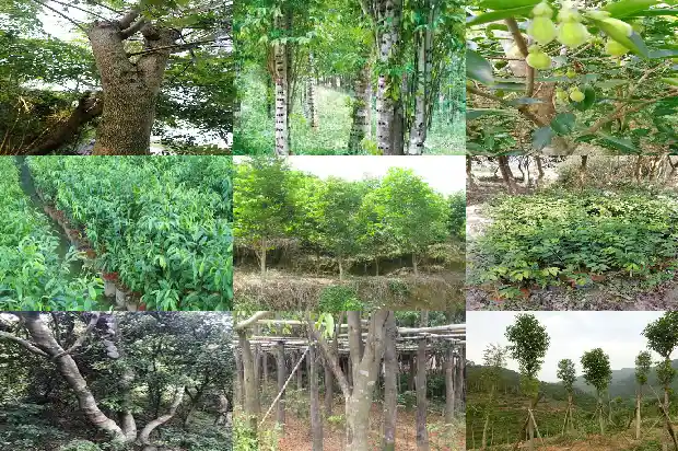 沉香株1688515960033 沉香株1688515960033