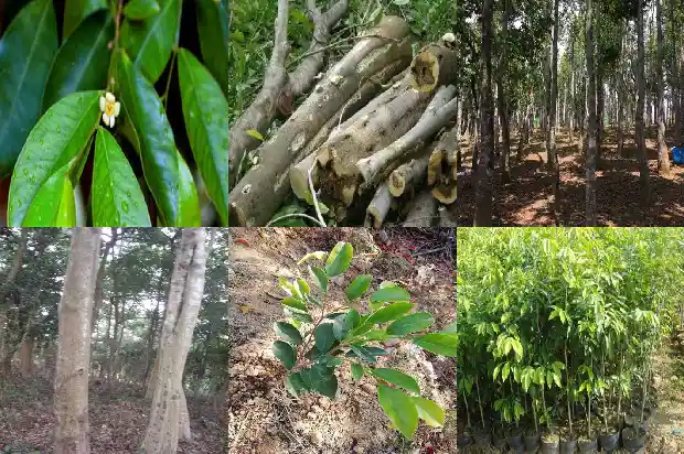 奇楠沉香买得到真苗吗1684455350737