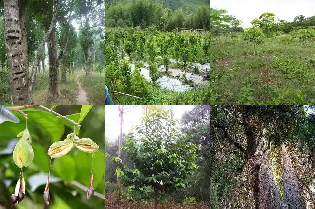 奇楠沉香买得到真苗吗1684455350785