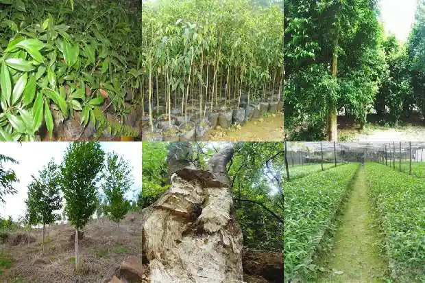 奇楠沉香买得到真苗吗1684455350833