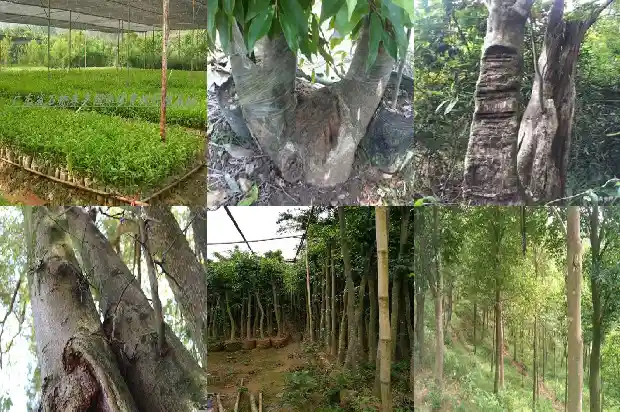 种沉香的种苗1684455379477 种沉香的种苗1684455379477