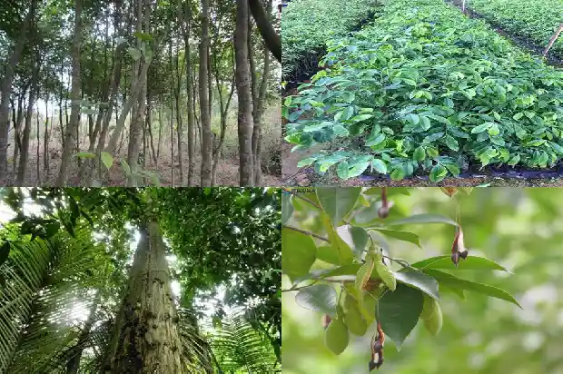 种沉香的种苗1684455379525 种沉香的种苗1684455379525