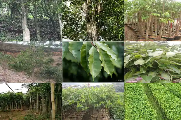 种沉香的种苗1684455379573 种沉香的种苗1684455379573
