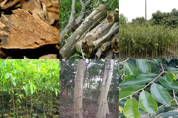 种沉香的种苗1684455379621 种沉香的种苗1684455379621