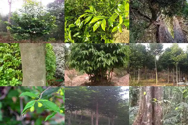 沉香苗多少株1684832302855 沉香苗多少株1684832302855