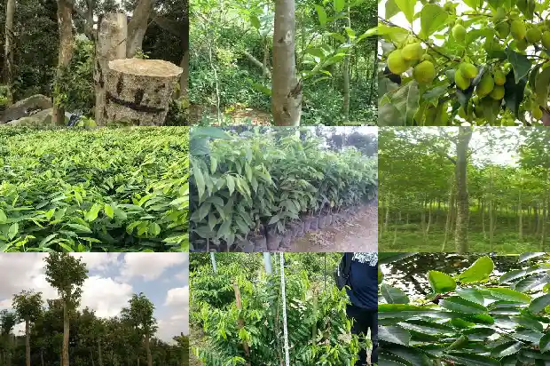 沉香木苗一株多少1684832360049 沉香木苗一株多少1684832360049