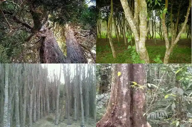沉香树奇楠树苗1684832455552 沉香树奇楠树苗1684832455552