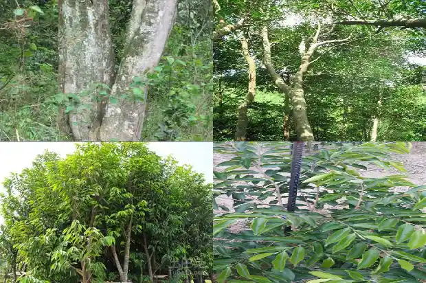 降沉香市场价多少一斤1684832494250 降沉香市场价多少一斤1684832494250