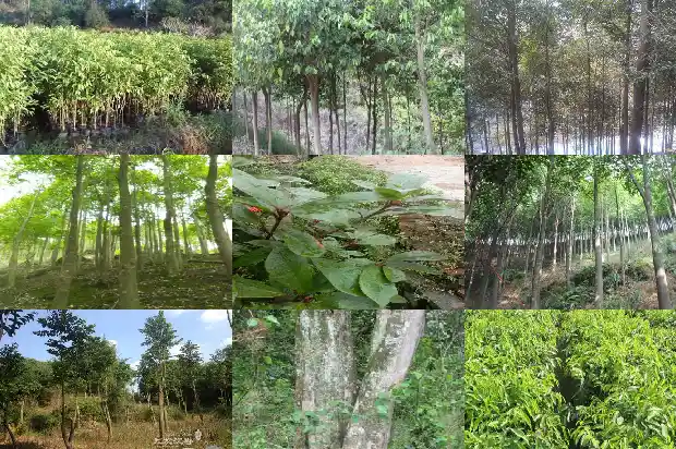 奇楠沉香树苗适合在北方种植吗1684832521712 奇楠沉香树苗适合在北方种植吗1684832521712