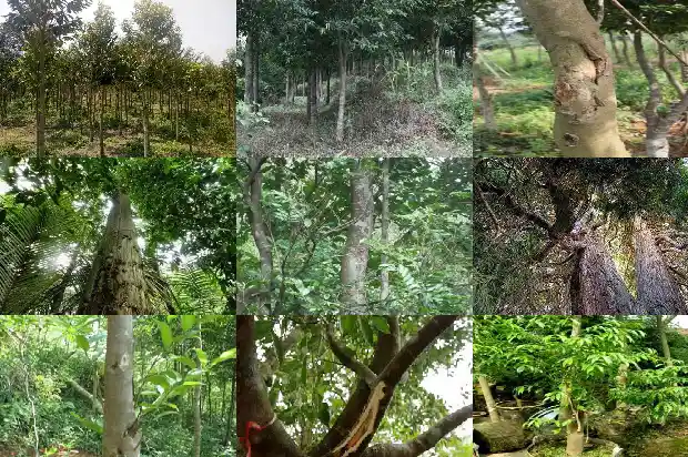 奇楠沉香树苗适合在北方种植吗1684832521758 奇楠沉香树苗适合在北方种植吗1684832521758