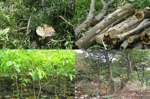 沉香种植基地1684832552267