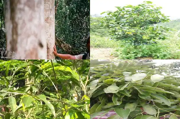 沉香种植基地1684832552314