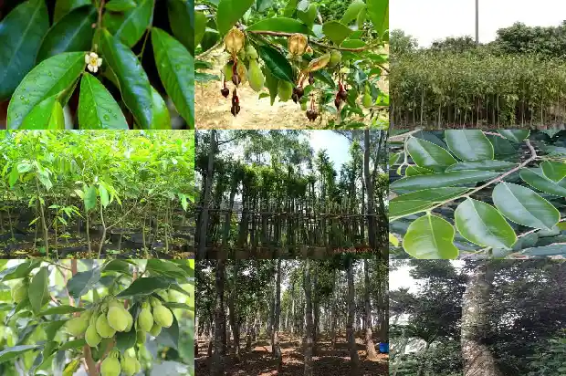 沉香种植基地1684832552361