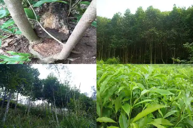 沉香买卖1684832583980 沉香买卖1684832583980