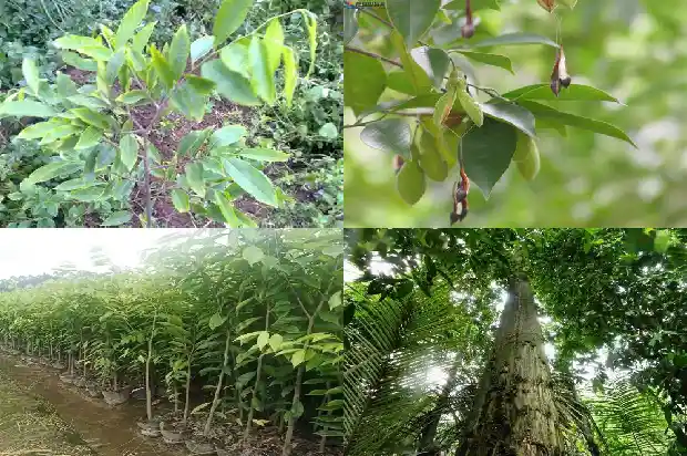 沉香买卖1684832584027 沉香买卖1684832584027